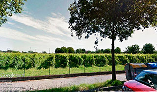 Nas redondezas de Modena, Vinhedo Italiano da Emilia Romagna (Google Earth)