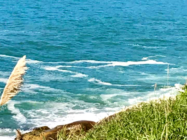 Guía Balneário Camboriú, Santa Catarina